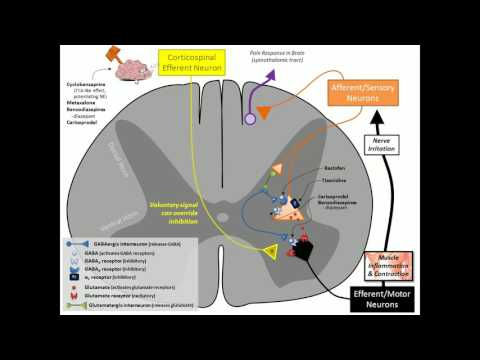 Skeletal Muscle Relaxants