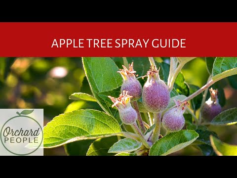 Video: Appelkoos-vrugteboombespuiting: wat om op appelkoosbome in die tuin te spuit