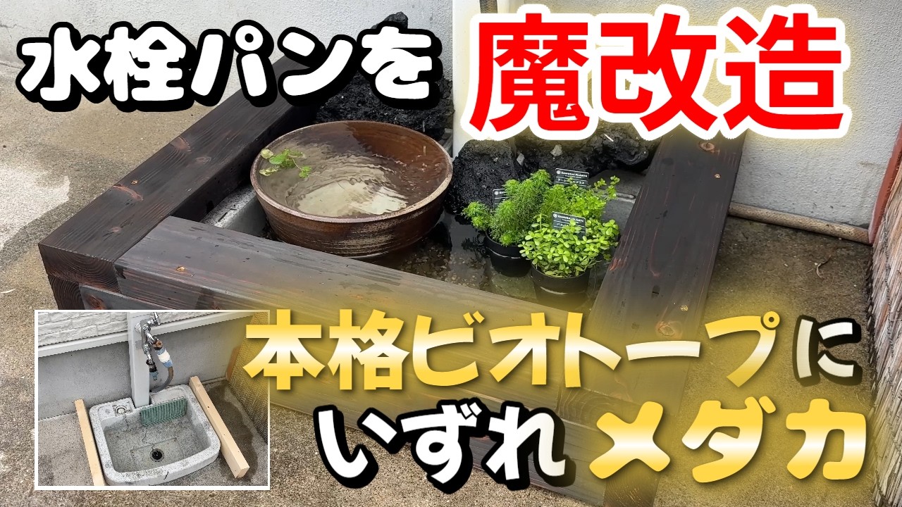 『場所を弊社のドームに移します。リニューアルアップします。乞うご期待。』大型の水槽と大型の金魚鉢　スイレンばち Setting Up] I want to eventually have killifish swimming in it. I