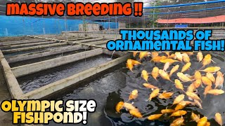 MASSIVE BREEDING!!THOUSANDS OF ORNAMENTAL FISH NA MAY OLYMPIC SIZE NA FISHPOND!GRABE!!+SHOUTOUT!!