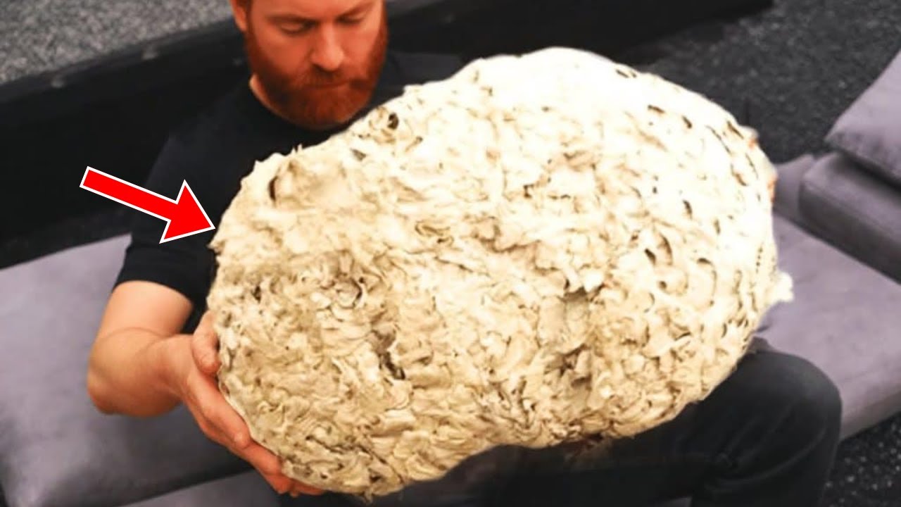 Man Thought He Had Found a Hornet's Nest – Until A Friend Tells