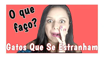 O que fazer quando seus gatos se estranham?