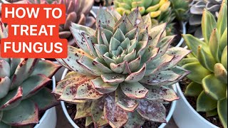 HOW TO TREAT FUNGUS ON SUCCULENT | CÁCH TRỊ NẤM TRẮNG TRÊN LÁ SEN ĐÁ by LeLe's Succulents USA 3,011 views 2 months ago 10 minutes, 27 seconds