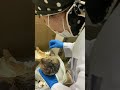 ダチョウのヒナ介助します 2023年初ヒナ誕生【美里オーストリッチファーム】#shorts
