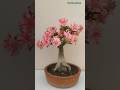 Beautiful Desert Rose 🌹#flowers #shortsfeed #satisfying #adenium #desertrose #shorts#desertplants