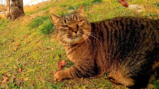 強面のキジトラ猫がモフられに降りてきた