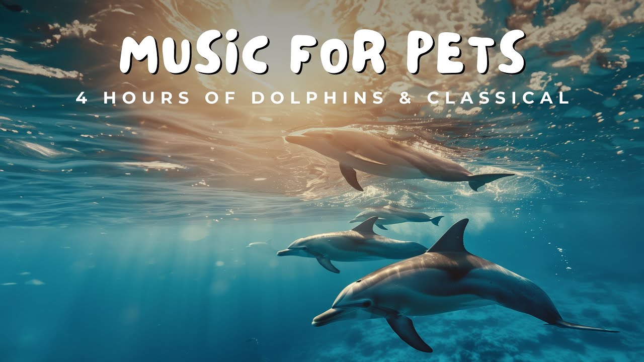 Youtube Dolpins 1080p YouTube
