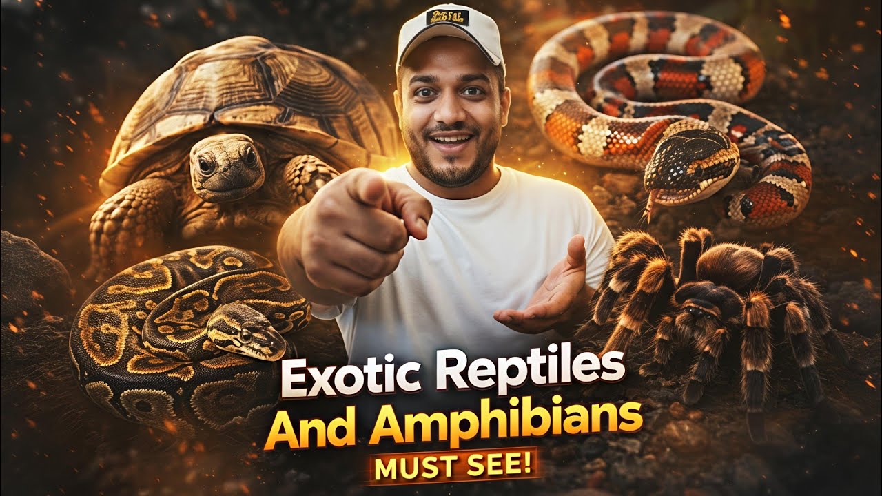 Why Are Exotic Reptiles & Amphibians So Unique? 😳🦎🐸 | Rare Species Explained | Karnataka Aquarium