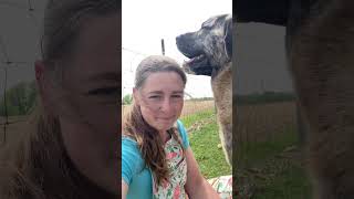 Rex the Livestock Guardian Dog - my Farm Security Detail