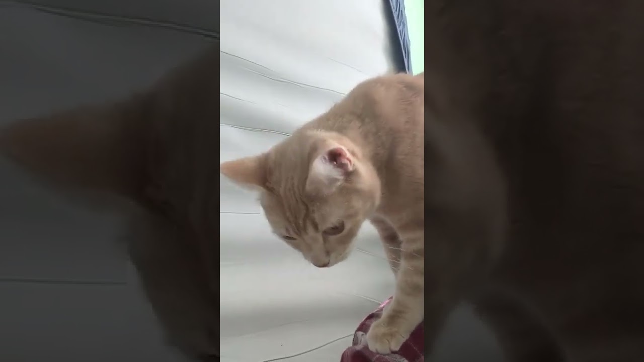 Cream tabby cat climbing on the shoulder 