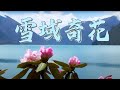 揭秘傲立雪域高原上的幸福花 植物传奇·雪域奇花 20200817 |《地理·中国》CCTV科教