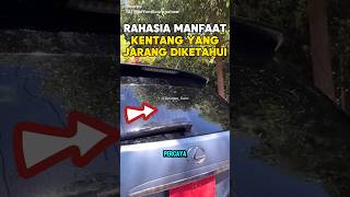 🔴Rahasia Kentang Yang Jarang Diketahui