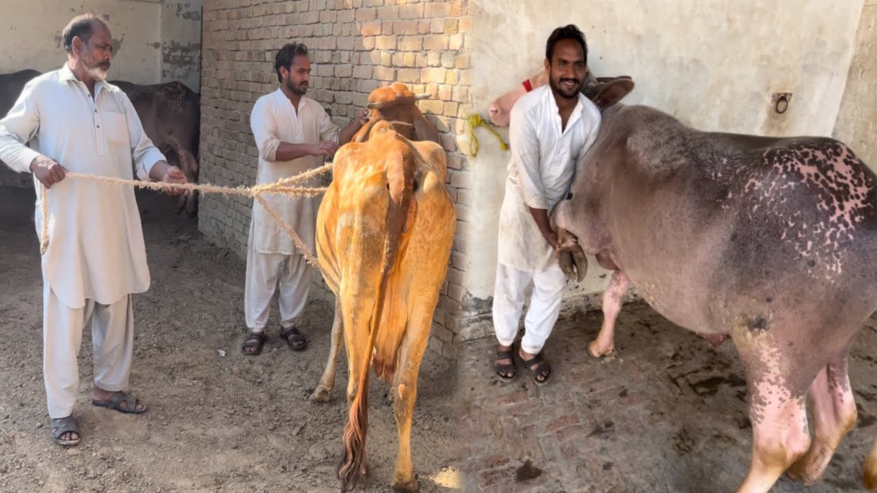 Alhamdulillah! Apne Janwaron Ke Khur Banwa Diye 🐄🔥