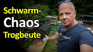 Bienen-Schwarm fliegt zu: Dänische Trogbeute besiedeln Dunkle Biene Lockbeute umwohnen #bienen