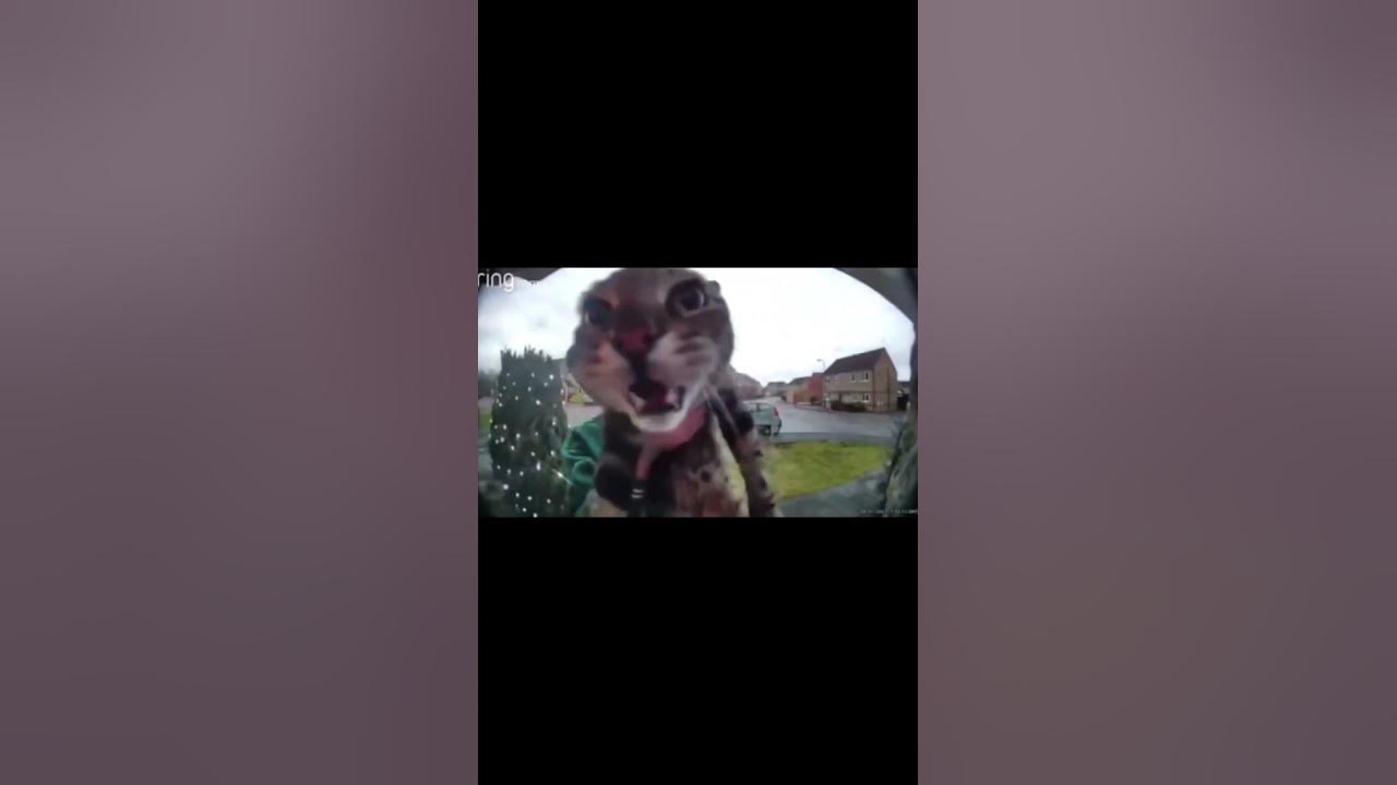 funny-cat-meowing-at-door-camera-youtube
