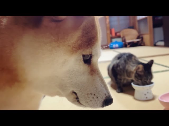 おこぼれいただきたく候　Dog waiting for cats leftover food