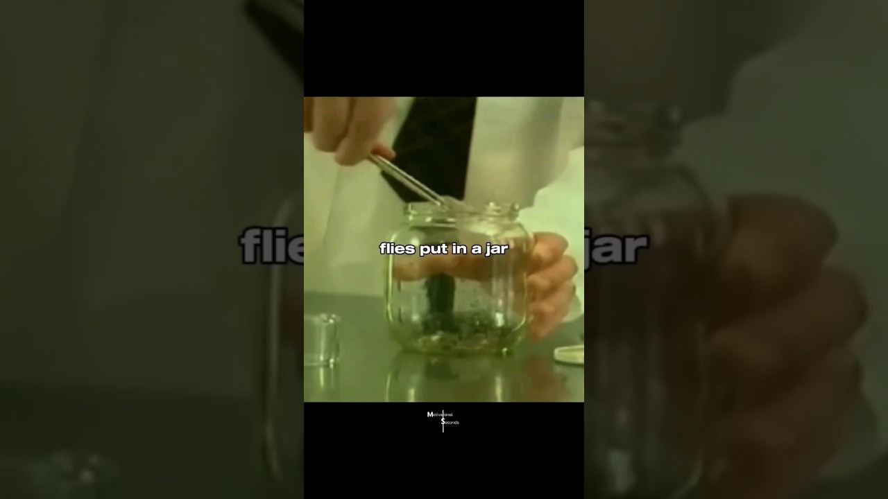 Watch FLIES CAN'T FLY😱... #mindset #successmindset #automobile #success #luxury #matrix #trap on YouTube Watch FLIES CAN'T FLY😱... #mindset #successmindset #automobile #success #luxury #matrix #trap on YouTube