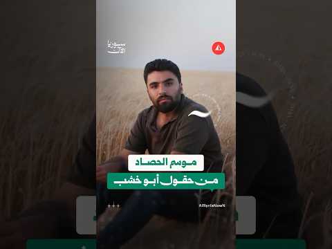 حصاد القمح البعلي في دير الزور