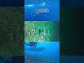 WHALE SHARKS IN THE MALDIVES