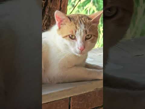 #greece #cat #nature