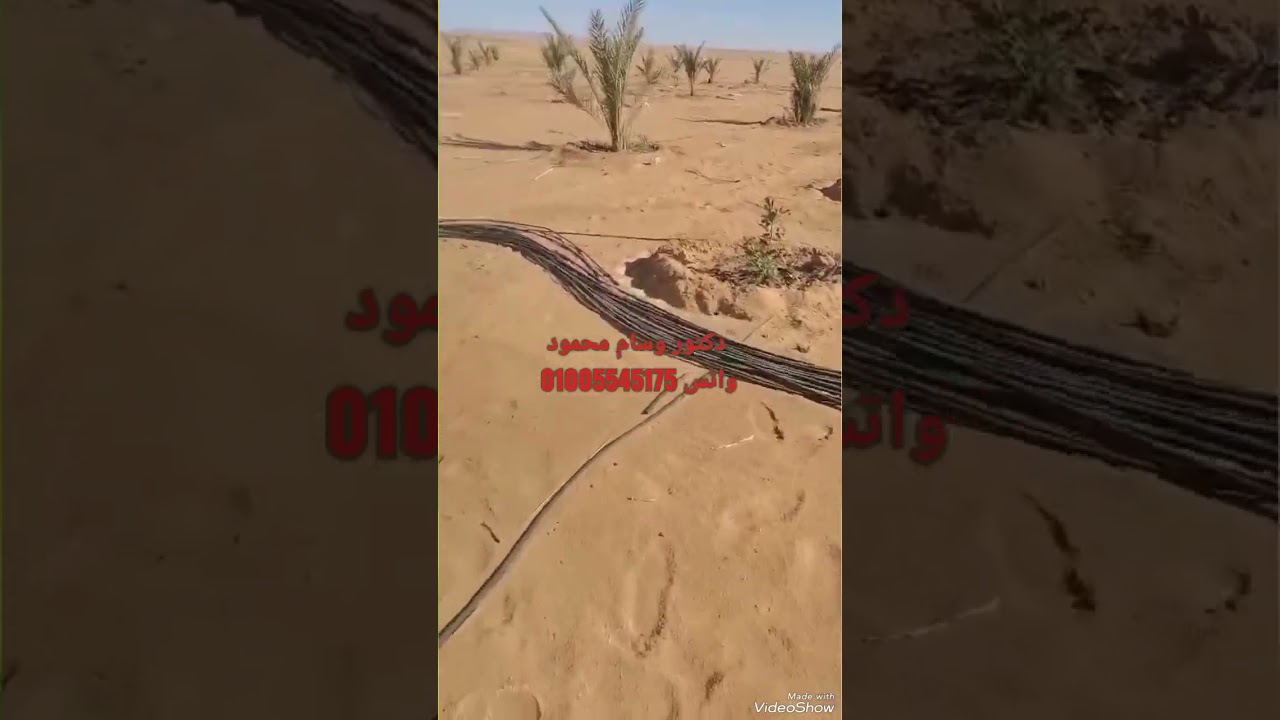 عملنا إيه في بشاير المجدول بعد أقل من سنتين من الزراعة واتس 01005545175