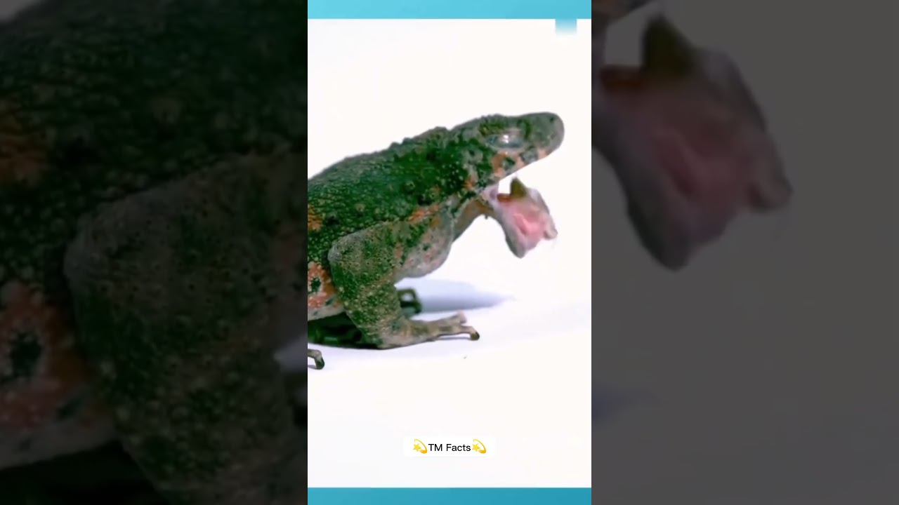 World dangerous Bull Frogs 
