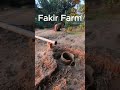 Farm | Fruit | Agriculture