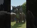 Enter the Legendary Triceratops #jurassic #pterosaurus #dinoaction