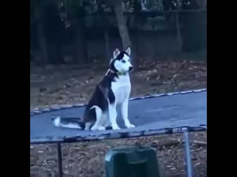 トランポリンに秘密に飛びつく犬 Toranporin Ni Himitsu Ni Tobitsuku Inu Youtube