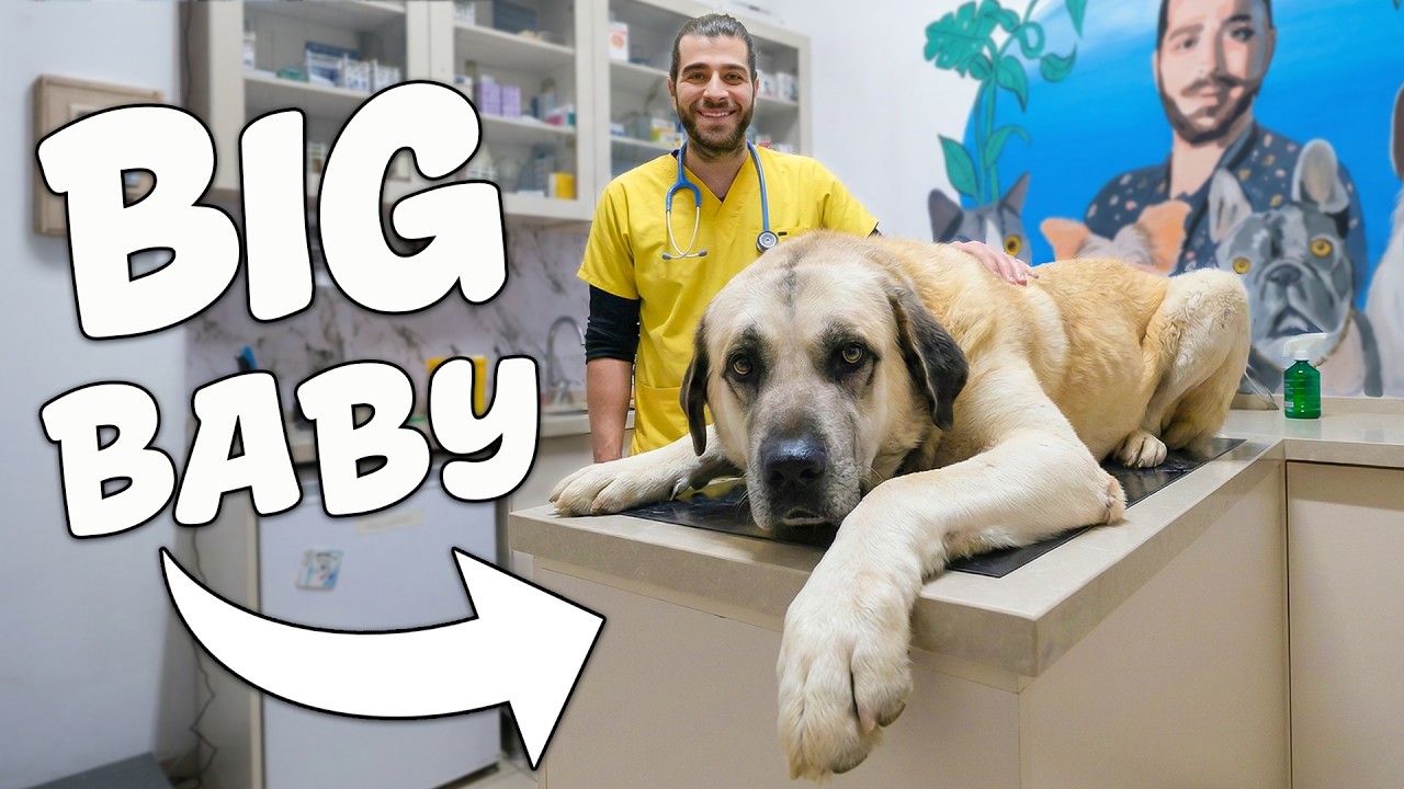 56-килограммовая сторожевая собака превращается в милого малыша у ветеринара!