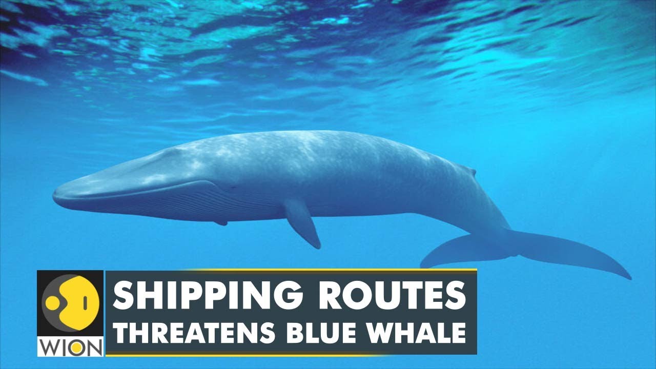 Shipping route cloud over Blue Whale colony in Sri Lanka | WION Climate Tracker | World English News