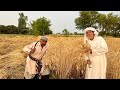 Harvesting wheat with hands very hard work mehnat mazdoori 