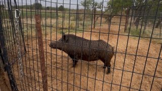 Trapped another Monster Wild Boar !