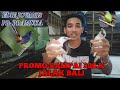 PASAR BURUNG PRAMUKA KIOS EDIE JOVANIS/ JALAK BALI MURAI AVATAR  JALAK HONGKONG WAMBI Impor