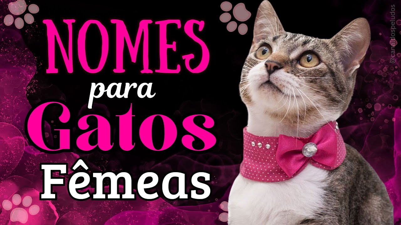175 Ideias De Nomes Para Gatas Femininos – DGQWF