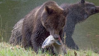 Grizzly Bear mother harshly disciplines one of her cubs!!! The Great Bear Rainforest   PART 1