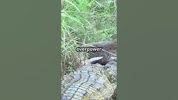 Unveiling the Hidden Secrets of Titanoboa