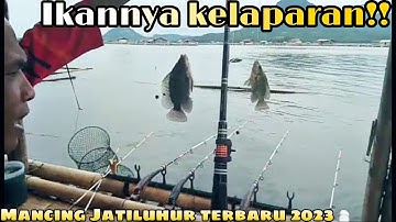 DI BUAT SIBUK !! SERANGAN IKAN NILA BERTUBI TUBI || MANCING JATILUHUR TERBARU 2023 || DA IN CHANEL
