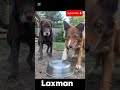 🤣 I Can't Stop Laughing at This Dog#funny