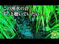【熟睡用BGM】湧水の音だけで落ち着く8時間 自然音&静寂の睡眠音