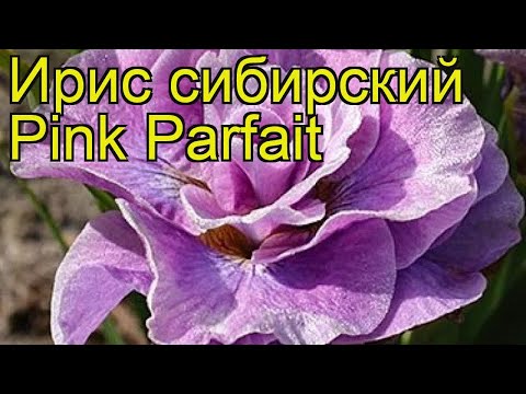 Ирис сибирский Розовое Парфе. Краткий обзор, описание характеристик iris sibirica Pink Parfait