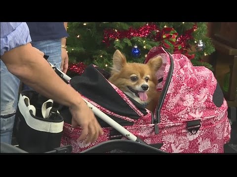 airbuggy pet stroller