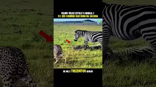 Felino Veloz estilo F1 vê seu carrinho dar pt #animais #wildlife #africa #shorts