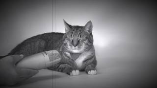 Kitty Hall 2017