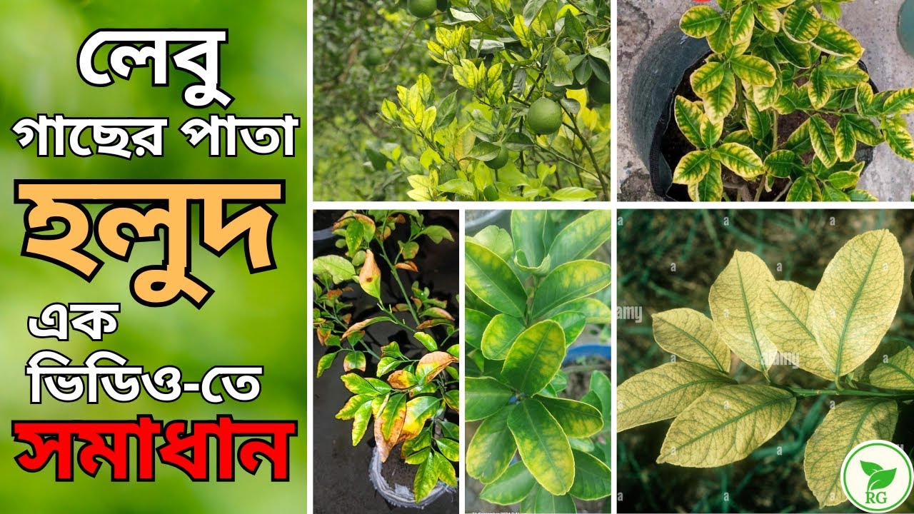 🍋লেবু গাছের পাতা হলুদ: সমাধান কী? 🍋 Why Are Citrus Leaves Turning Yellow? Reasons and Remedies🍋