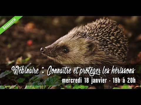 Vidéo: 10 conseils pour des examens sans stress pour les oiseaux et les animaux exotiques