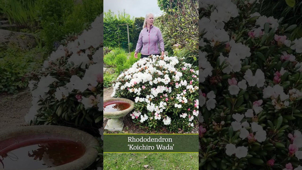 Rhododendron 'Koichiro Wada' - YouTube