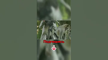 Вот Как Животные Прощаются с Мёртвыми!😭 #shorts #обезьяна #животные