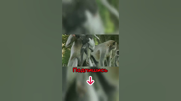 Вот Как Животные Прощаются с Мёртвыми!😭 #shorts #обезьяна #животные