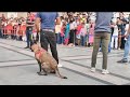Indian army dog tracking 🔥|Rax the labrador @raxthelabrador6144